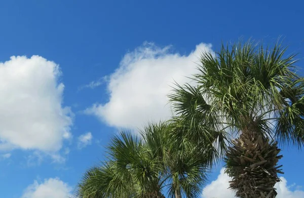 Palm Trees Blue Sky Background — Stock Photo, Image