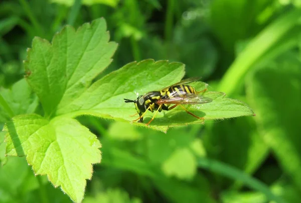 Hoverfly Leaves Garden — Stock Photo, Image