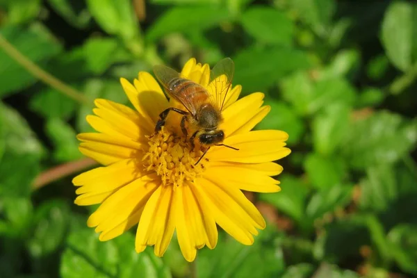 Μέλισσα Στο Κίτρινο Λουλούδι Sphagneticola Στον Κήπο Closeup — Φωτογραφία Αρχείου