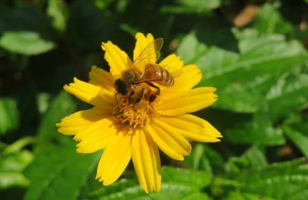 Biene Auf Gelben Sphagneticola Blume Garten Nahaufnahme — Stockfoto
