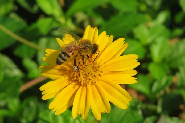 Bin Gul Sphagneticola Blomma Trädgården Närbild — Stockfoto