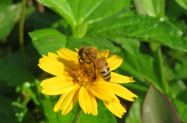 Μέλισσα Στο Κίτρινο Λουλούδι Sphagneticola Στον Κήπο Closeup — Φωτογραφία Αρχείου