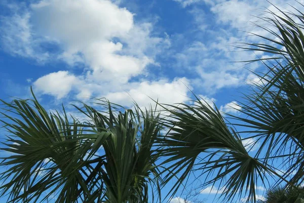 Ramas Palmeras Sobre Fondo Azul Del Cielo — Foto de Stock