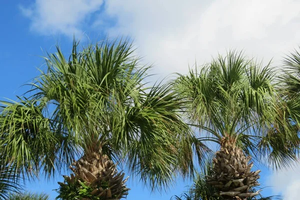 Mavi Gökyüzü Arka Planında Palmiye Ağaçları — Stok fotoğraf
