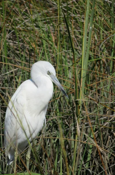 Bela Branco Egret Caça Perto Lagoa — Fotografia de Stock