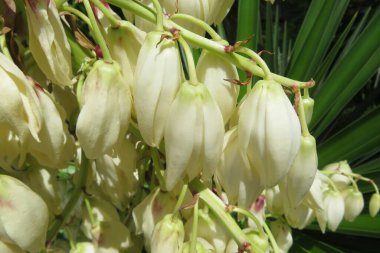 Güzel beyaz Yucca çiçekleri yakın plan