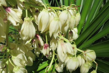 Güzel beyaz Yucca çiçekleri yakın plan