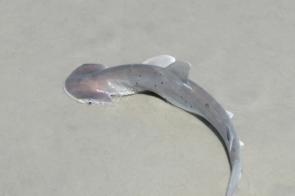 Requin Marteau Sur Plage Floride — Photo