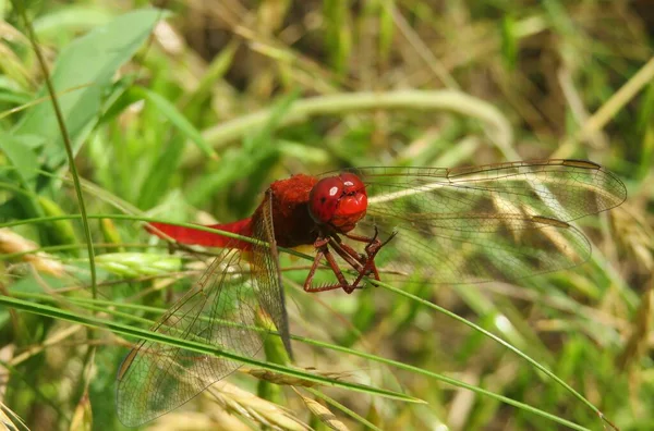 Hermosa Libélula Escarlata Roja Hierba Sobre Fondo Verde Natural — Foto de Stock