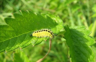 Doğal yeşil arka planda vahşi doğada güzel sarı altı noktalı burnet tırtıl