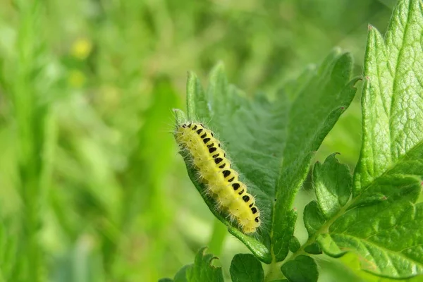 自然の緑の背景に野生の美しい黄色の6スポットのバネの毛虫 — ストック写真