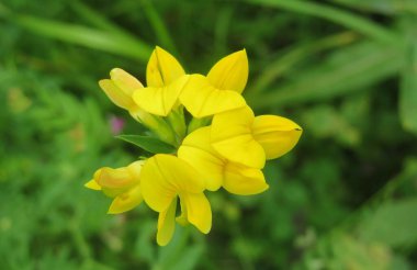 Güzel sarı nilüfer çiçekleri doğal yeşil arka planda vahşi doğada