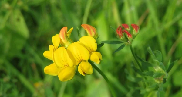 Beautiful Yellow Lotus Corniculatus Flowers Wild Natural Green Background — Stock Photo, Image