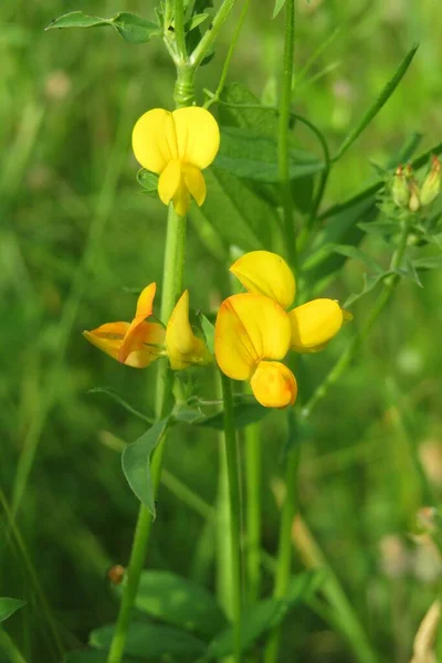 Krásné Žluté Lotus Corniculatus Květiny Volné Přírodě Přírodním Zeleném Pozadí — Stock fotografie