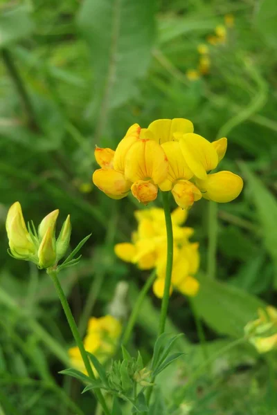 Vackra Gula Lotus Corniculatus Blommor Det Vilda Naturlig Grön Bakgrund — Stockfoto