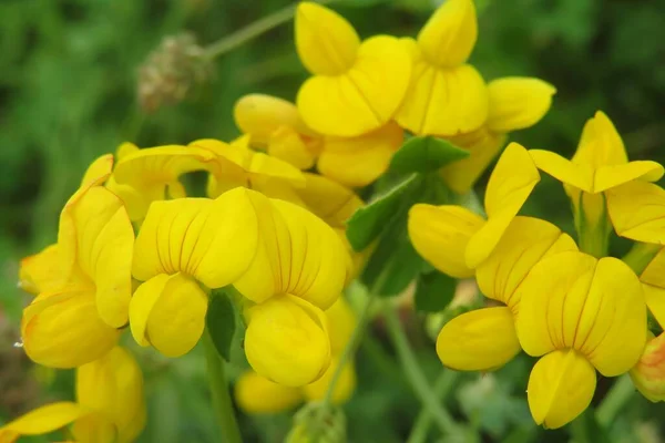 Lindas Flores Amarelas Lotus Corniculatus Estado Selvagem Fundo Verde Natural — Fotografia de Stock