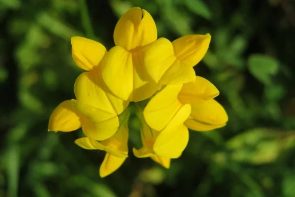 Vackra Gula Lotus Corniculatus Blommor Det Vilda Naturlig Grön Bakgrund — Stockfoto