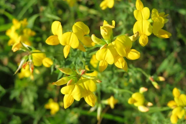 Krásné Žluté Lotus Corniculatus Květiny Volné Přírodě Přírodním Zeleném Pozadí — Stock fotografie