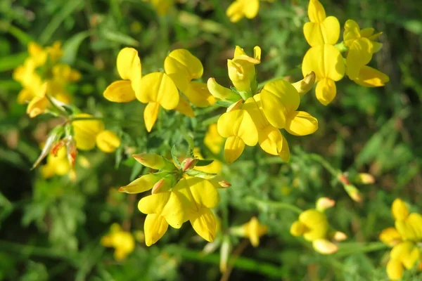 Beautiful Yellow Lotus Corniculatus Flowers Wild Natural Green Background — Stock Photo, Image