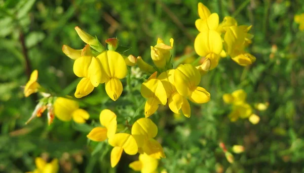 Krásné Žluté Lotus Corniculatus Květiny Volné Přírodě Přírodním Zeleném Pozadí — Stock fotografie