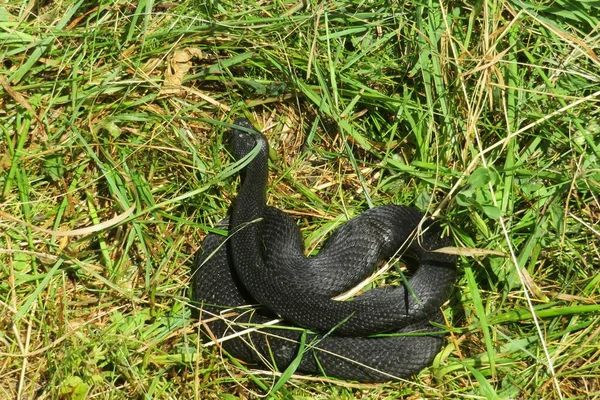 Schwarze Viper Auf Dem Gras Freier Wildbahn — Stockfoto