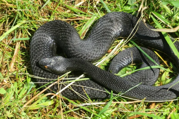 野生の草の上に黒いバイパー — ストック写真