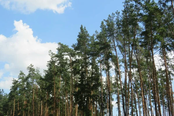 Bela Paisagem Floresta Selvagem Europeia — Fotografia de Stock