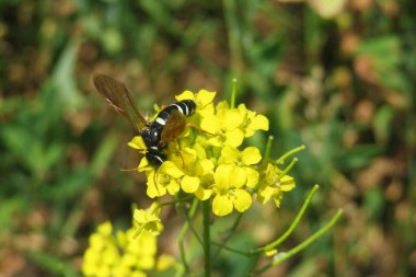 Çayırdaki sarı barbar çiçeklerinde siyah eşekarısı