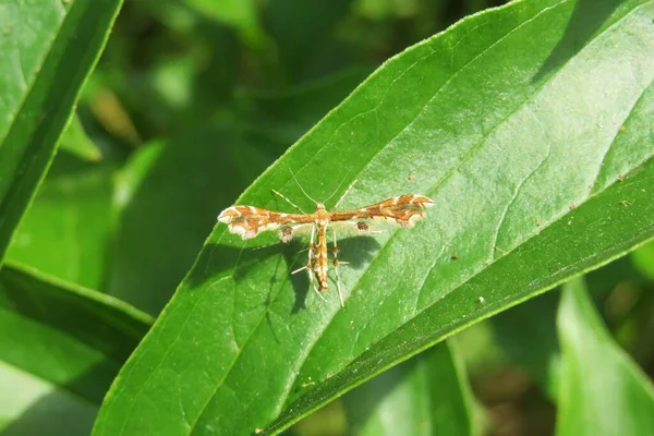 Bruine Mot Groen Blad Tuin — Stockfoto