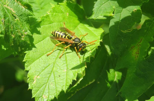 Wasp Green Raspberry Leaves Garden — Stock Photo, Image