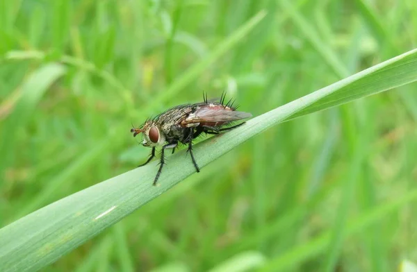 Primer Plano Del Insecto Mosca Hierba Sobre Fondo Verde Natural — Foto de Stock