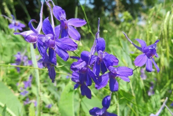 Beautiful Blue Larkspur Flowers Field — Stock Photo, Image