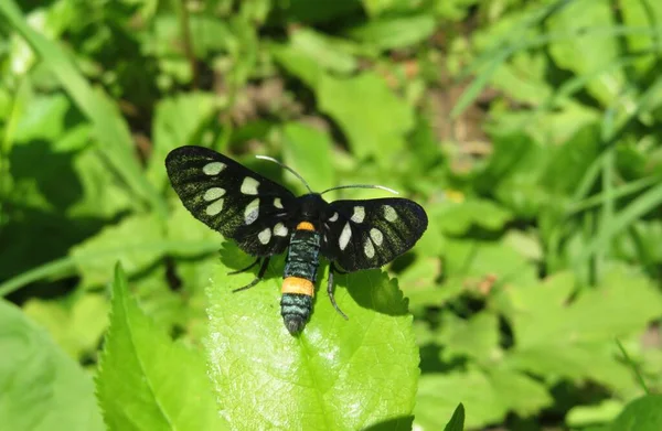 Piękny Czarny Amata Phegea Motyl Zielonych Liściach Ogrodzie — Zdjęcie stockowe