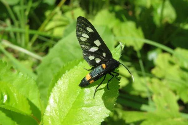 Krásná Černá Amata Phegea Motýl Zelených Listech Zahradě — Stock fotografie