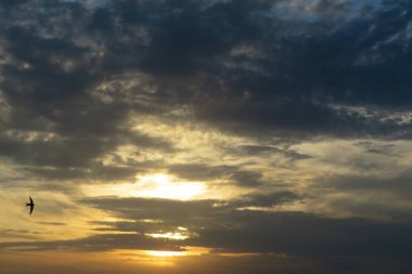 Gökyüzünde karanlık, dramatik gün batımı ve uçan kuş.