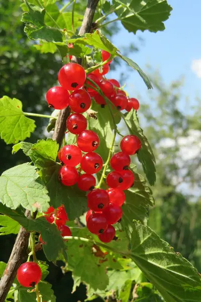 Red Currants Garden — Stock Photo, Image