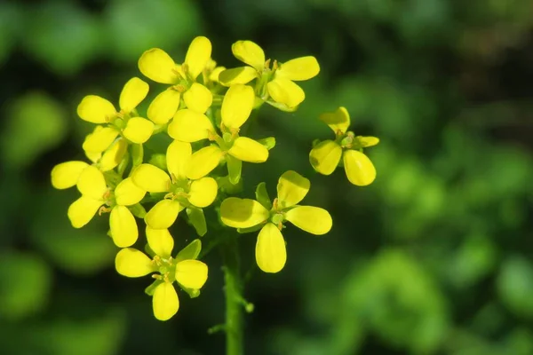 Belle Barbarea Jaune Vulgaris Dans Prairie — Photo