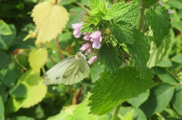 Butterfly Lamium Plant Meadow — Stock Photo, Image