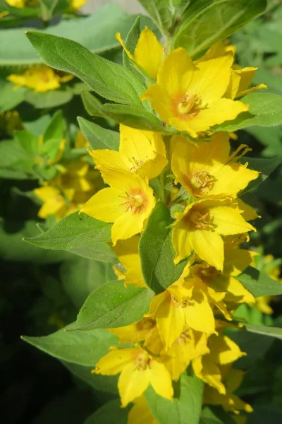 Piękne Żółte Lisimachia Kwiaty Ogrodzie Zbliżenie — Zdjęcie stockowe