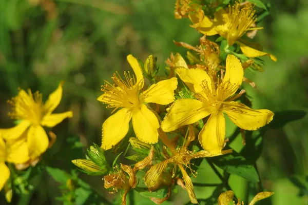 Beautiful Johns Wort Flowers Garden Closeup — Stock Photo, Image