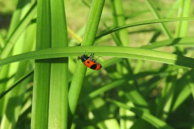 Yaprakların üzerindeki güzel kırmızı böcek, doğal yeşil arkaplan