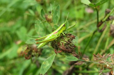 Bahçedeki yonca çiçeğinin üzerindeki yeşil çekirge