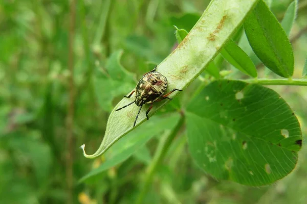 Bitki Üzerinde Kahverengi Böcek Doğal Yeşil Arkaplan — Stok fotoğraf