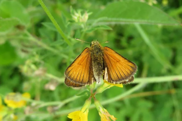 Brown Kapitán Motýl Lathyrus Květiny Divočině — Stock fotografie