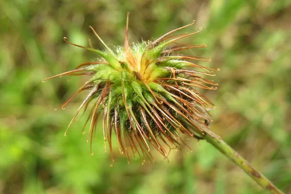 Colewort Doğal Bitkisi Geum Urbanum — Stok fotoğraf