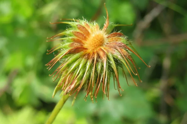 Colewort Doğal Bitkisi Geum Urbanum — Stok fotoğraf