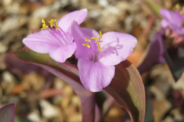Tradescantia Flowers Wild Closeup — Stock Photo, Image