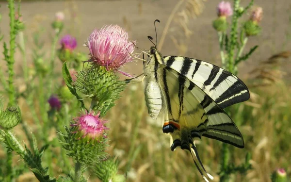 Gyönyörű Machaon Pillangó Bogáncs Virágok Mezőn — Stock Fotó