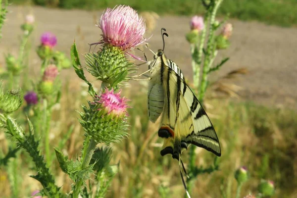 Gyönyörű Machaon Pillangó Bogáncs Virágok Mezőn — Stock Fotó