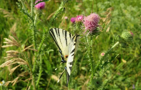 Gyönyörű Machaon Pillangó Bogáncs Virágok Mezőn — Stock Fotó